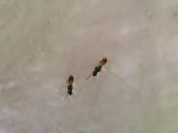 Keeping rodents & wildlife away. Termites Info Termite Yuma Az