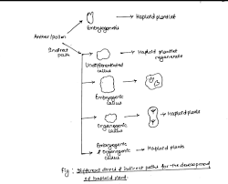 Plant cells are the sole producers of alkaloids and anthocyanins. Types Of Plant Tissue Culture Online Biology Notes