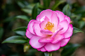 We are the only florist in south florida to have received. A Beginner S Guide To Growing A Camellia Bush Birds And Blooms