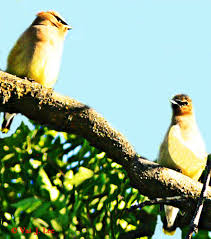 Birds Through Val Lee's Looking Glass