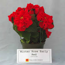 We did not find results for: Winter Rose Early Red Poinsettia Trials
