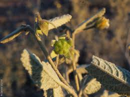 Image result for Sida serratifolia