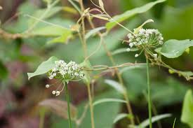 Image result for Rhynchosia micrantha