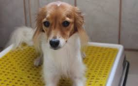 Para Evitar Xixi Pela Casa Casal Cria Banheiro Para Cachorros Pequenas Empresas Grandes Negocios Pet