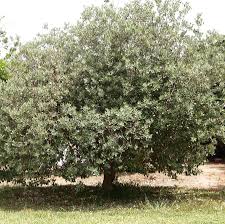 Image result for Feijoa sellowiana