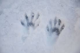 This track has 5 toes. Animal Tracks You Can Identify In Your Yard