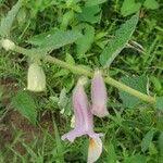 Image result for Ceratotheca sesamoides