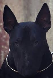 Black And White English Bull Terrier Puppy His Name Black Of Course Bull Terrier Dog Breeds Mini Bull Terriers