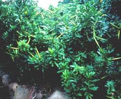 Image result for Strophanthus speciosus