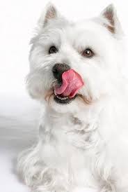 A white or coated tongue isn't a disease or harmful, and it usually goes away white tongue is a symptom where your tongue grows a thick white coating on part or all of its top. Little Westie Big Tongue Westie Dogs Westies West Highland Terrier