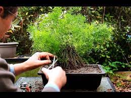 To keep your asparagus plants healthy, cut the ferny growth down only after it turns brown and dies back in the fall. Asparagus Fern Bonsai Style Oct 2014 Youtube