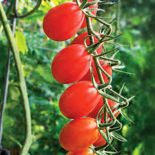 If your tomato plants are thirsty and a heavy rainfall occurs during hot weather, the plants will take up water very quickly. Bonnie Plants 19 3 Oz Grape Tomato Plant 0246 The Home Depot