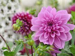 Dahlias make great cut flowers, but i've often been disappointed in their short life in a bouquets. Dahlia Fertilizer Needs Information On Fertilizing Dahlias