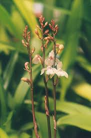 Image result for Oeceoclades maculata × quadriloba