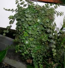 Image result for Polycarpaea prostratum