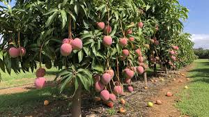 End hdp in mango the productivity of mango in india is comparatively less than other mango producing countries. High Density Mangoes Drive Profitability North Queensland Register Queensland