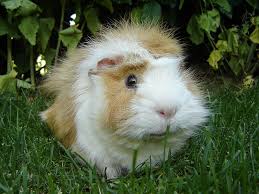 Guinea Pig Cavia Porcellus Animals A Z Animals