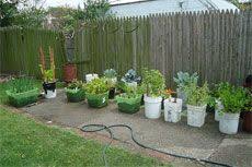 The following guidelines are golden rules for any home vegetable garden: Container Vegetable Garden Container Gardening Vegetables Small Vegetable Gardens Vegetable Garden Planning