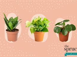 Maybe you would like to learn more about one of these? The 7 Best Places To Buy Plants Online