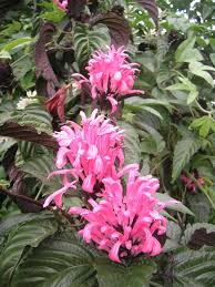 Maybe you would like to learn more about one of these? Justicia Carnea Brazilian Plume Flower Online Mail Order Plant Nursery