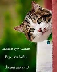 Pin By Vuslat Emine On Kedi Replikleri Cats Animals Pets