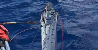 Sismo de hoy 5.6 ometepec guerrero, méxico en vivo temblor 20 de mayo en alerta tv hyperdimensional el temblor fue en guerrero y ya se fue. Hace Unos Dias Capturaron A Pez Remo Tendra Que Ver Con El Sismo De Hoy Diario De Morelos