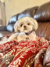 Our mobile pet grooming center is a state of the art van that offers a clean and secure environment for your pet to be pampered in! Fancy Dog Mobile Pet Grooming 20 Photos Pet Groomers San Antonio Tx United States Phone Number