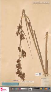 Image result for Hypselodelphys scandens