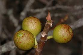 Image result for Cola natalensis