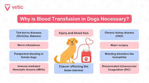 Image result for Blood Transfusion