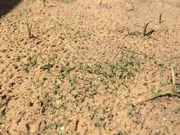 A carrot sprout also resembles a fern or palm leaf a lot. Bermuda Grass Sprouting With Weeds Album On Imgur