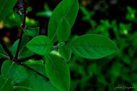 Image result for Rotheca luembensis