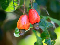 The Most Dangerous Foods In The World Cashew Nut Tree Cashew Cashews Growing