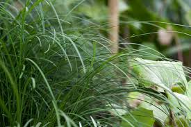 Image result for Ophiopogon