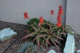 Image result for Aloe cameronii × christianii