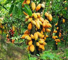 A quick update of my chocolate plants or cacao trees. M Tech Gardens Rare Chocolate Plant Theobroma Cacao Cocoa Plant Amazon In Garden Outdoors