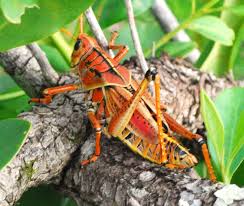 Florida black grasshopper yellow stripe. Southeastern Lubber Grasshopper Grasshopper Insects Types Of Insects