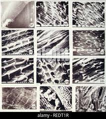 Image result for Macledium sessiliflorum