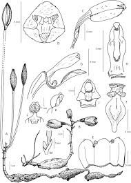 Image result for Gastrodia rwandensis