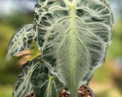 Image result for Sida chrysantha