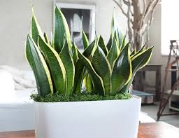 Maybe you would like to learn more about one of these? 15 Best Houseplants For Beginners Balcony Garden Web