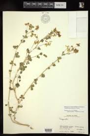 Image result for Trigonella anguina