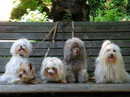 3 convenient locations to choose from open 7 days. Fifteen Of Nyc S Best Pet Stores For Treats Toys And More Racked Ny