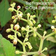 Image result for Cyphostemma lynesii