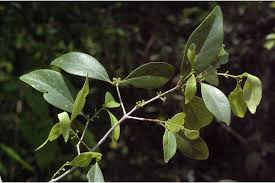 Image result for Pleurostylia