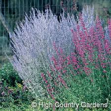 We did not find results for: Perovskia Little Spires Little Spires Russian Sage High Country Gardens