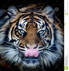 Tigre affamata immagine stock. Immagine di wildlife, faccia - 44079527