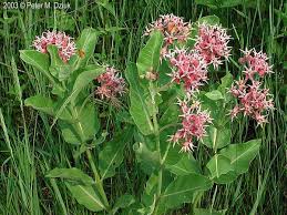 Asclepias Speciosa Showy Milkweed Minnesota Wildflowers Asclepias Milkweed Native Plants