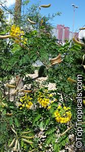 Image result for Caesalpinia