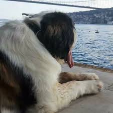 instagram da ask 101 love 101 degerli ask101 izleyicilerimiz dizimiz de 8 bolum boyunca sinan in yanindan ayrilmayan can dostumuz y paris kopek instagram